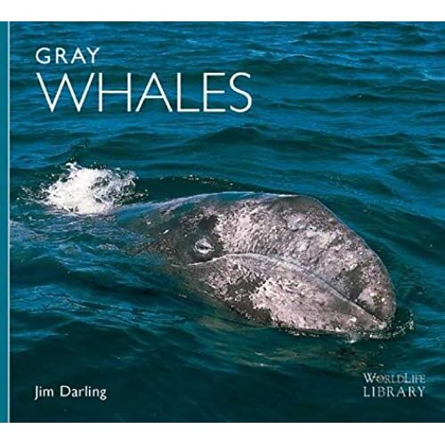 Gray Whales