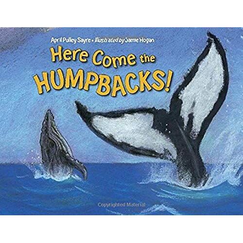 Here Come The Humpbacks!