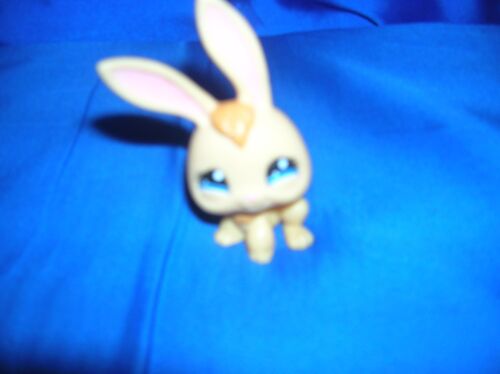 Petshop Lapin.