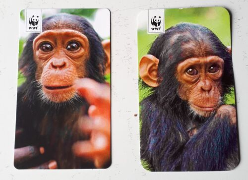 Deux Cartes Du Wwf Sur Les Grands Singes Dont L'espèce Est Menacée Soit Les Chimpanzés-5.5x9.5cm- Portrait Du Singe Au Recto- Caractéristiques Au Verso