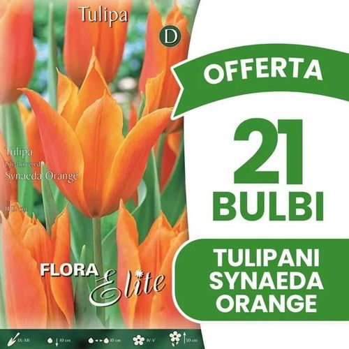 Offerta 21 Bulbi Di Tulipano Fior Di Giglio Synaeda Orange Bulbs