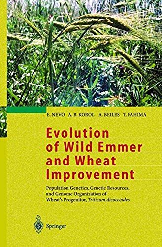 Evolution Of Wild Emmer And Wheat Improvement