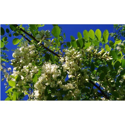 Acacia (Robinia Pseudoacacia), Robinier Faux-Acacia