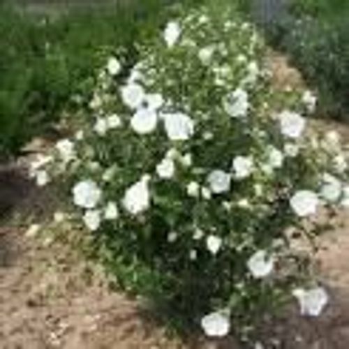 Hibiscus Blanc Althéa 10 Graines