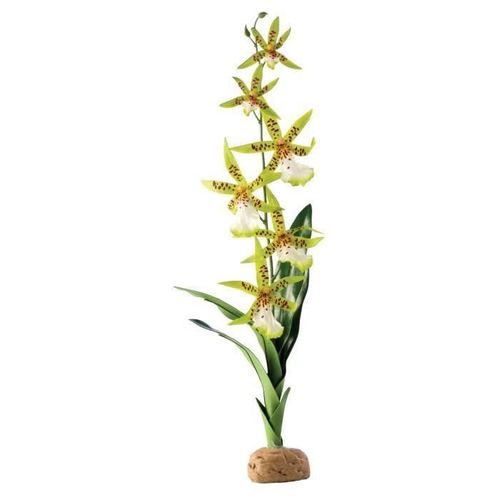 Exo-Terra Orchidee -Arachnis Flos-Aeris- - Pour Reptile Ou Amphibien