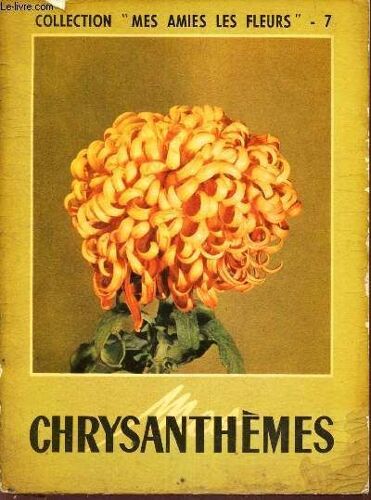 Mes Chrysanthemes.