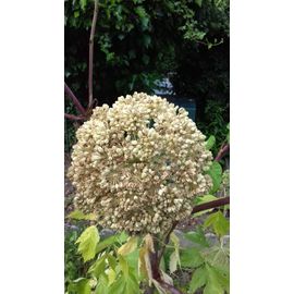 50 Graines D'angélique