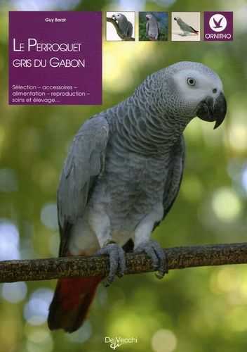Le Perroquet Gris Du Gabon