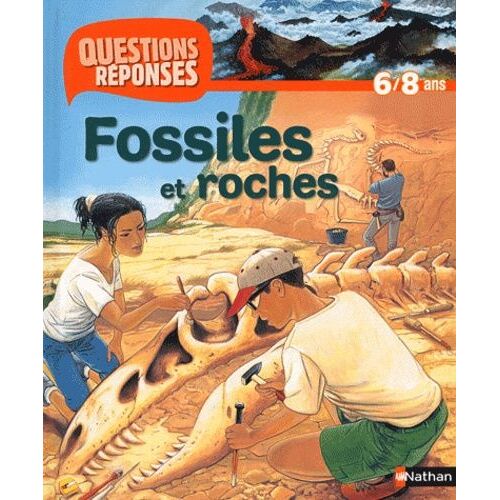 Fossiles Et Roches