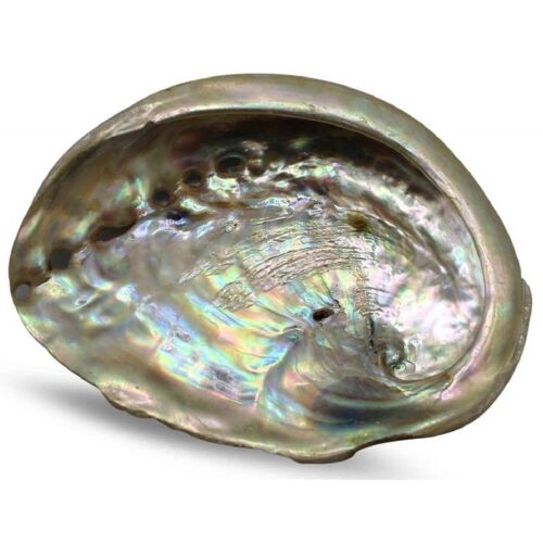 Coquille D'ormeau Naturelle Jaune 6-8cm Pour Fumigation 
