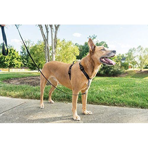 Harnais Easywalk Chien 3 En 1 M Noir