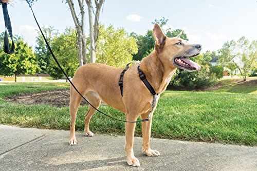 Harnais Easywalk Chien 3 En 1 M Noir
