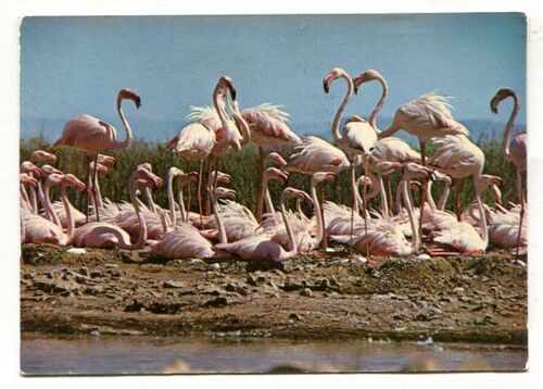 Carte Postale - " Un Très Beau Groupe De Flamants Roses " - En Camargue - Bouches-Du-Rhône - 13