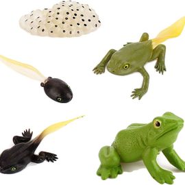 Ensemble De 5 Pièces De Cycle De Vie De Grenouille, Figurines De Journal De Croissance, Modèle D'aide À L'apprentissage Klb