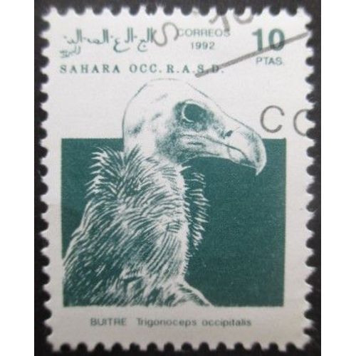 Saharaui Rapace Oblitéré