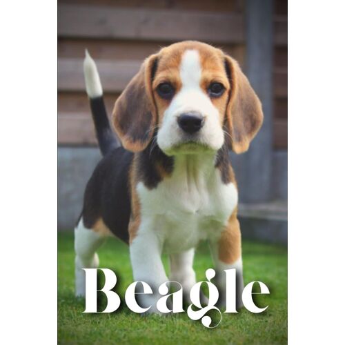 Beagle: How To Train Your Dog And Raise From Puppy Correctly