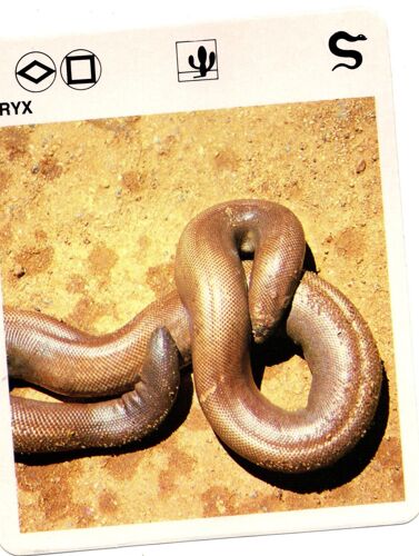 Fiche Le Grand Fichier Du Monde Animal Eryx