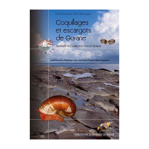 Coquillages Et Escargots De Guyane