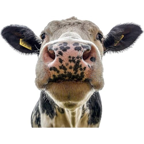 Vache Stickers Fenêtre Decor Stickers Muraux - Drôle Animal Stickers Muraux pour Salon Salle De Classe Chambre Magasin Vitrine Décorations Murales Pour Garçons Et Fille