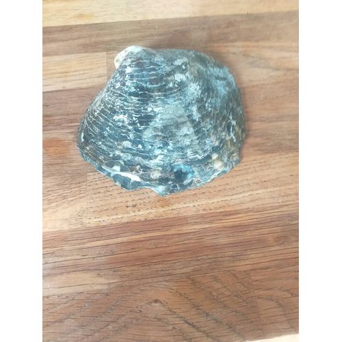 Coquillage D Une Partie D Huitre Perliere