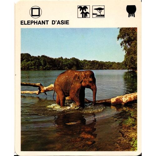 Fiche Le Grand Fichier Du Monde Animal Eléphant D'asie