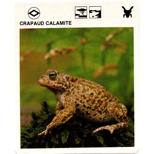 Fiche Le Grand Fichier Du Monde Animal Crapaud Calamite