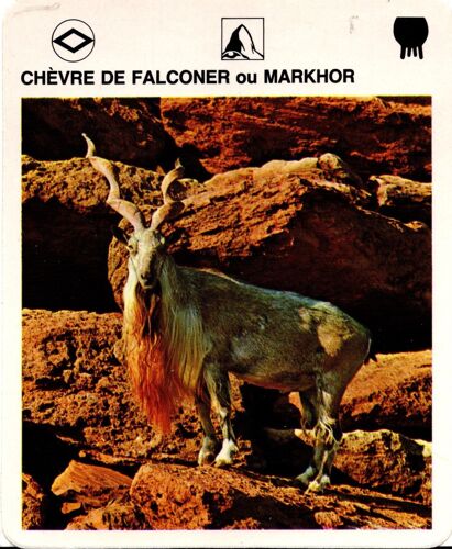 Fiche Le Grand Fichier Du Monde Animal Chèvre De Falconer Ou Markhor
