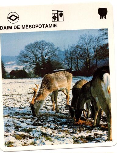 Fiche Le Grand Fichier Du Monde Animal Daim En Mésopotamie