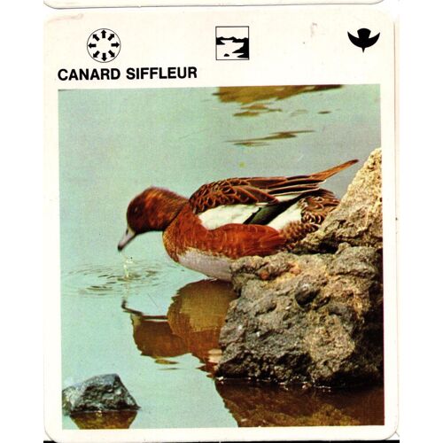 Fiche Le Grand Fichier Du Monde Animal Canard Siffleur
