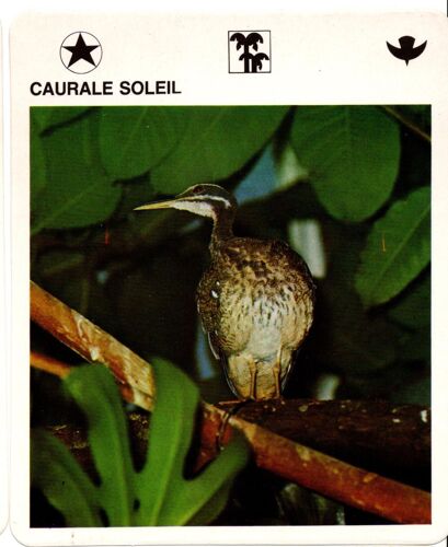 Fiche Le Grand Fichier Du Monde Animal Caurale Soleil