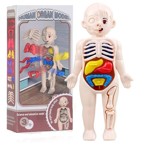 Jouets Médicaux Montessori pour Enfant, Éducation Scientifique, Corps Humain, Modèle d'Anatomie d'Orgue, Bricolage, Assemblé, Outils Fuchsia-Underwater World-Gift Box