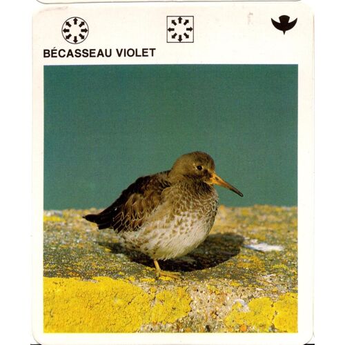Fiche Le Grand Fichier Du Monde Animal Bécasseau Violet