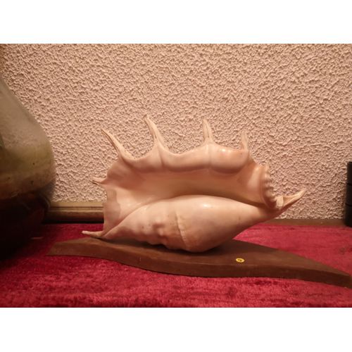 Coquillage Lambis Blanc Araignée À 7 Doigts