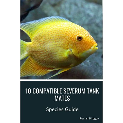 10 Compatible Severum Tank Mates: Species Guide