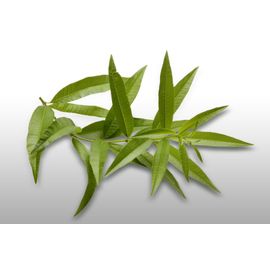 50 Graines À Semer - Le Grenier D'abondance - Verveine Officinal - Verbena Officinalis