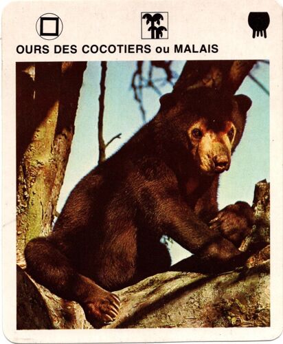 Fiche Le Grand Fichier Du Monde Animal Ours Des Cocotiers Ou Malais