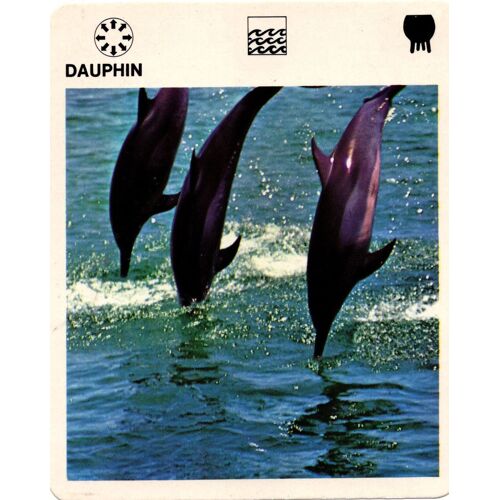 Fiche Le Grand Fichier Du Monde Animal Dauphin