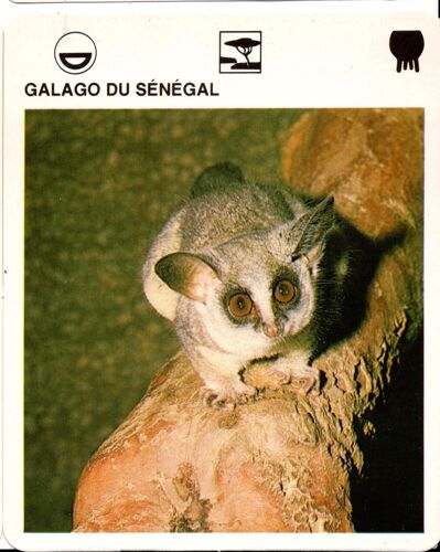 Fiche Le Grand Fichier Du Monde Animal Galago Du Sénégal