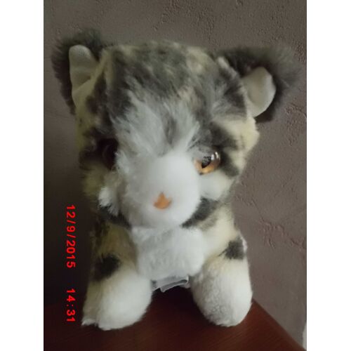Chat Tigre Boulgom