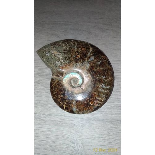 Ammonite Fougère Polie De Madagascar