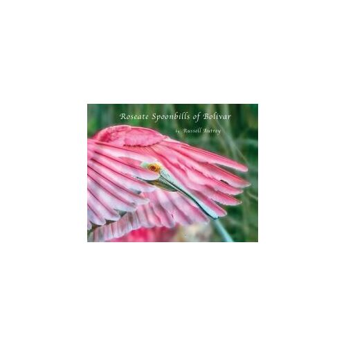 Roseate Spoonbills Of Bolivar