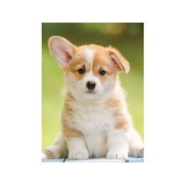 Puzzle Mignon Chien Corgi 500 Pieces - Collection Animaux De Compagnie - Adultes Et Enfants - Set Puzzle De Qualite Et Carte