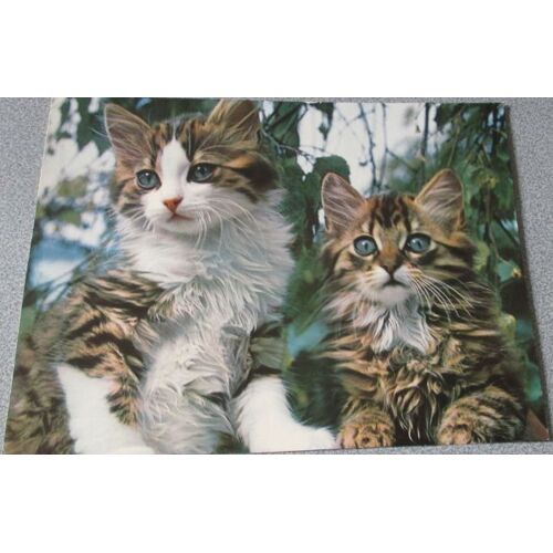 Jeunes chats n°1648, Engadin Press - Image cartonnée représentant deux beaux chatons soyeux tigrés blanc et marron sur un fond de verdure - 27.5x21cm