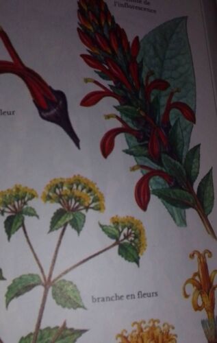 Atlas Des Plantes Hallucinogènes Richard Richard Evans