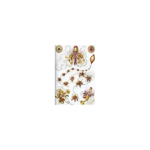 Haeckel Scientific Biological