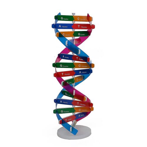 Modèles d'ADN Double Hélice Structure Enseignement Jouet Abs Double Hélice Diy Gènes Humains Pour la Science Biologique