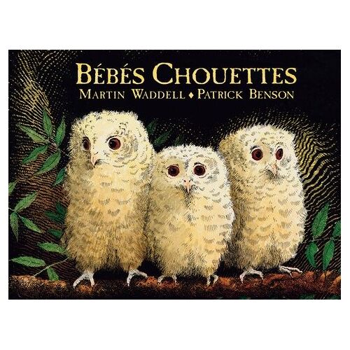Bébés Chouettes