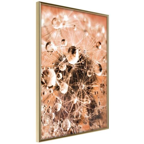 Affiche Murale Encadrée "Drops On Dandelion" 40 X 60 Cm Or