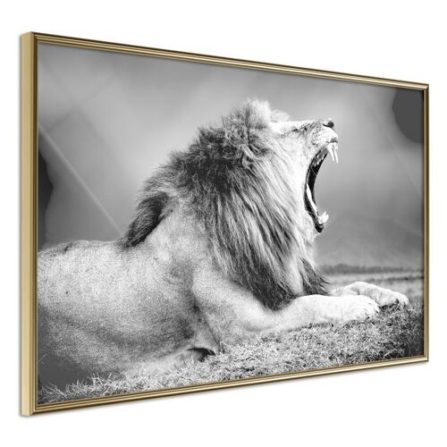 Affiche Murale Encadrée "Yawning Lion" 45 X 30 Cm Or