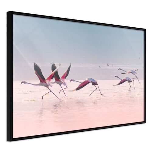 Affiche Murale Encadrée "Flamingos Breaking Into A Flight" 30 X 20 Cm Noir